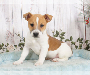 Jack Russell Terrier Puppy for sale in PENNS CREEK, PA, USA