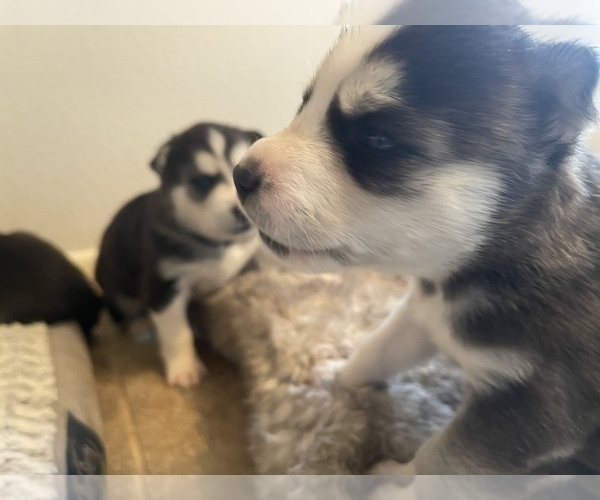 Medium Photo #16 Siberian Husky Puppy For Sale in TUCSON, AZ, USA