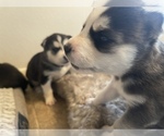 Small Photo #16 Siberian Husky Puppy For Sale in TUCSON, AZ, USA