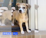 Small #3 Siberian Husky Mix