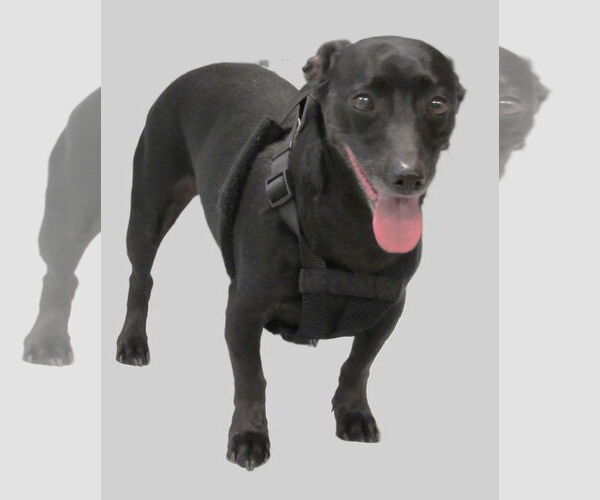 Medium Photo #2 Chiweenie Puppy For Sale in Conroe, TX, USA