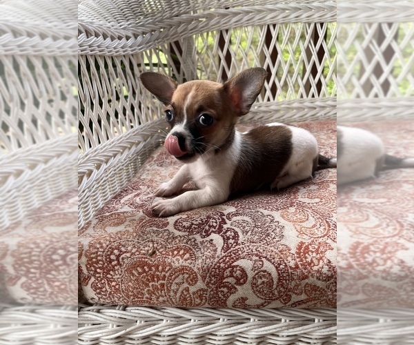 Medium Photo #11 Chihuahua Puppy For Sale in SAINT AUGUSTINE, FL, USA