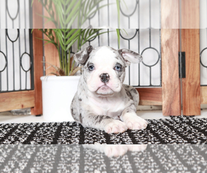 Olde English Bulldogge Puppy for sale in NAPLES, FL, USA