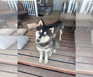 Siberian Husky Dogs for adoption in Chandler, AZ, USA