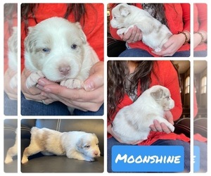 Australian Shepherd Puppy for sale in VAN, TX, USA