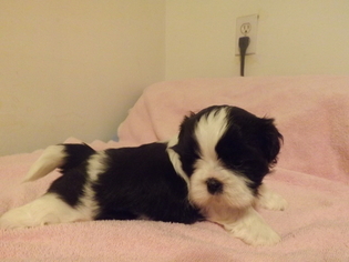 Shih Tzu Puppy for sale in LAKE TOXAWAY, NC, USA