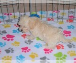 Small Photo #6 Maltipoo Puppy For Sale in ORO VALLEY, AZ, USA