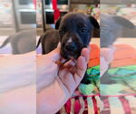 Small #7 Great Dane-Siberian Husky Mix