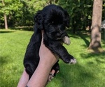 Small Photo #39 Golden Mountain Doodle  Puppy For Sale in BROKEN ARROW, OK, USA