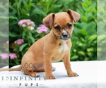 Small #2 Cavapoo (Miniature)-Jack Russell Terrier Mix