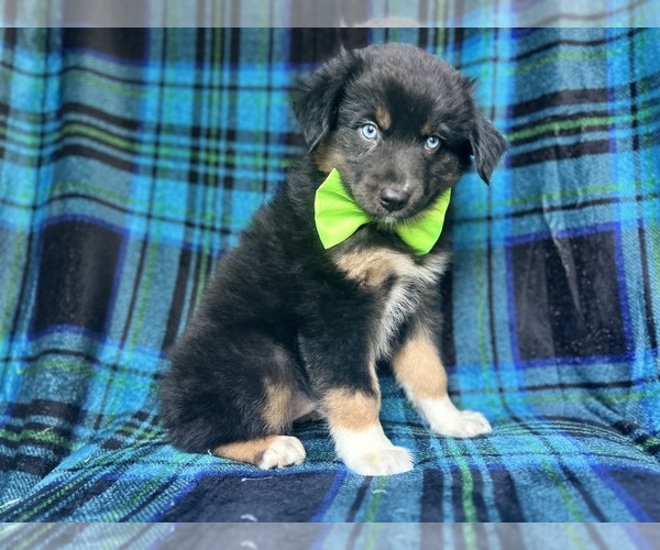 Medium Photo #8 Miniature Australian Shepherd Puppy For Sale in LAKELAND, FL, USA