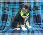 Small #7 Miniature Australian Shepherd