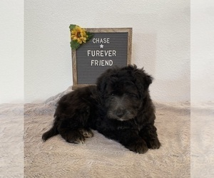 Aussiedoodle Miniature Puppy for sale in BLOOMFIELD, IN, USA