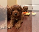 Small #17 Cockapoo