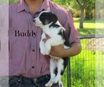 Puppy Buddy Australian Cattle Dog-Border Collie Mix
