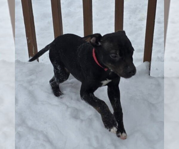 Medium Photo #6 Mutt Puppy For Sale in Fargo, ND, USA