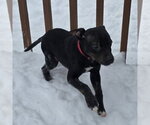 Small #5 Mutt