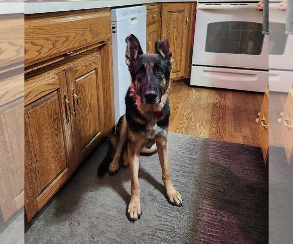 Medium Photo #6 German Shepherd Dog Puppy For Sale in Gretna, NE, USA