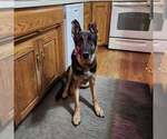 Small #5 German Shepherd Dog