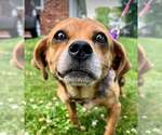 Small #1 Beagle Mix