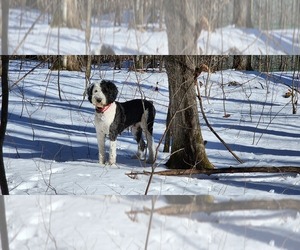 Mother of the Sheepadoodle puppies born on 12/07/2023