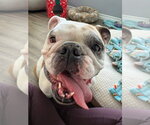 Small #2 Bulldog