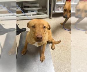 Mutt Dogs for adoption in Bakersfield, CA, USA