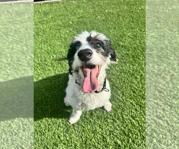 Medium Photo #2 Bernese Mountain Dog-Poodle (Miniature) Mix Puppy For Sale in Aurora, CO, USA