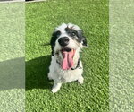Small #1 Bernese Mountain Dog-Poodle (Miniature) Mix