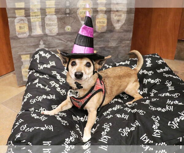 Medium Photo #2 Chihuahua-Unknown Mix Puppy For Sale in Victorville, CA, USA