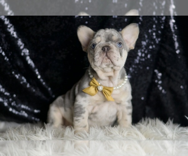 Medium Photo #2 French Bulldog Puppy For Sale in WARSAW, IN, USA
