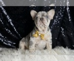 Small #1 French Bulldog
