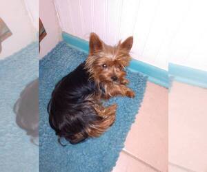 Father of the Yorkshire Terrier puppies born on 07/27/2021
