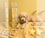 Small #6 Goldendoodle