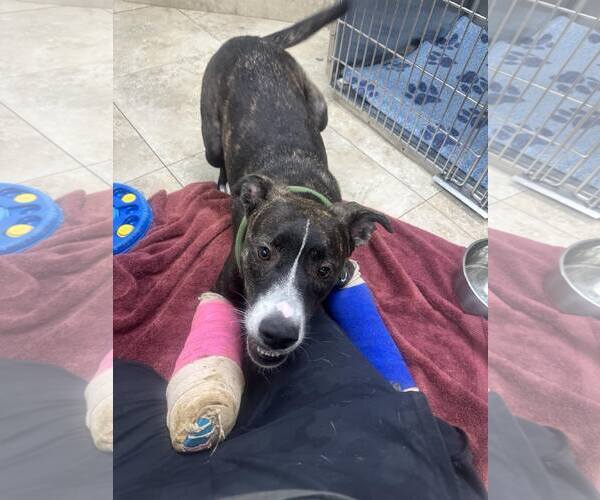 Medium Photo #9 American Pit Bull Terrier-Labrador Retriever Mix Puppy For Sale in San Diego, CA, USA