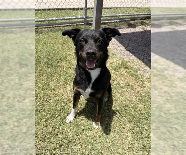 Medium Photo #2 Border-Aussie Puppy For Sale in Corpus Christi, TX, USA