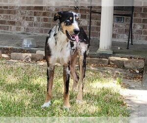 Catahoula Leopard Dog-Unknown Mix Dogs for adoption in Houston, TX, USA