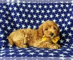 Small Photo #3 Goldendoodle (Miniature) Puppy For Sale in GLEN ROCK, PA, USA