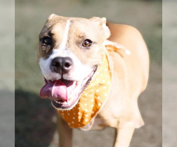 Medium Photo #1 American Staffordshire Terrier-Unknown Mix Puppy For Sale in San Antonio, TX, USA