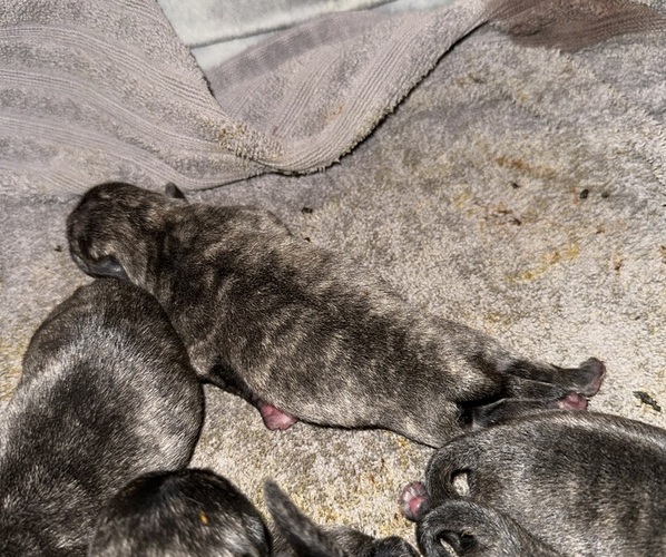 Medium Photo #11 Pug Puppy For Sale in TROY, MO, USA