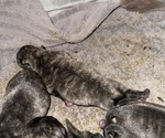 Small #2 Pug