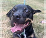 Small American Pit Bull Terrier Mix