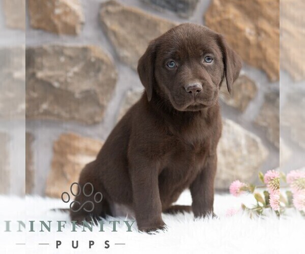 Medium Photo #5 Labrador Retriever Puppy For Sale in MIFFLINTOWN, PA, USA