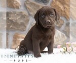 Small #4 Labrador Retriever
