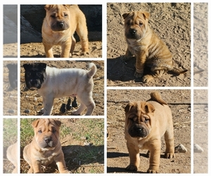 Chinese Shar-Pei Puppy for sale in APPLE VALLEY, CA, USA