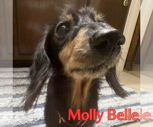 Molly Belle - Female Dachshund Dog for Adoption - Photo #11