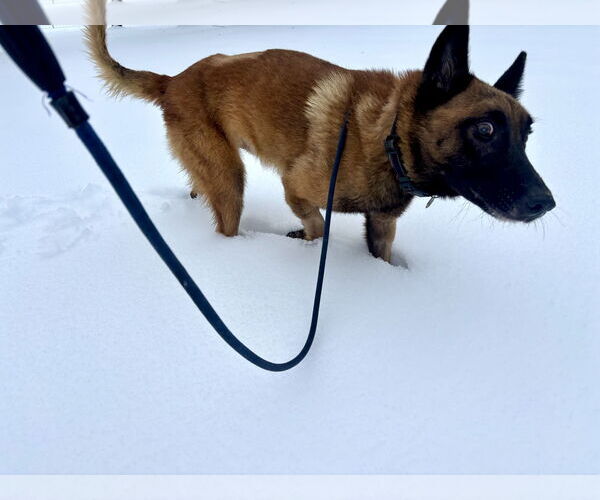 Medium Photo #4 Mutt Puppy For Sale in Stevens Point, WI, USA