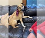 Small #4 Greyhound Mix