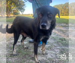 Small Labrador Retriever Mix