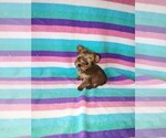 Small #24 Yorkshire Terrier